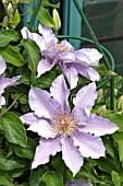 CLEMATIS FILIGREE