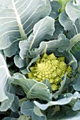 ROMANESCO WHITE GOLD F1