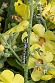 Mullein moth larvae