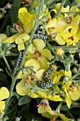 MULLIEN MOTH LARVEA ON VERBASCUM