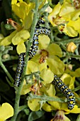 MULLIEN MOTH LARVEA