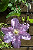 CLEMATIS COMTESSE DE BOUCHARD AGM