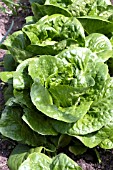 LETTUCE ARTIC KING
