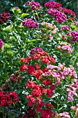 DIANTHUS BARBATUS MIXED