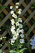 DELPHINIUM GUARDIAN WHITE