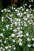 SILENE LATIFOLIA SUBSP. ALBA