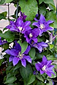 CLEMATIS OLYMPIA