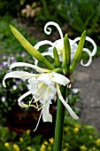 HYMENOCALLIS X FESTALIS ZWANENBURG