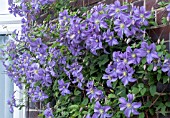 CLEMATIS PRINCE CHARLES