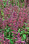 AGASTACHE AURATIACA RASPBERRY DAIQUIRI