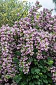 DEUTZIA RASPBERRY SUNDAE