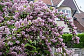 DEUTZIA RASPBERRY SUNDAE