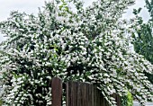 DEUTZIA SCABRA PRIDE OF ROCHESTER