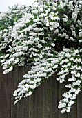 DEUTZIA SCABRA PRIDE OF ROCHESTER