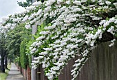 DEUTZIA SCABRA PRIDE OF ROCHESTER