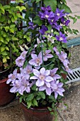 PATIO CLEMATIS IN CONTAINERS