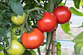 TOMATO FERLINE