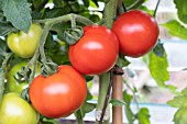 TOMATO FERLINE