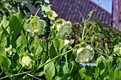 Cobaea scandens