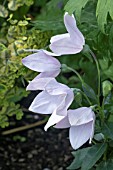 PLATYCODON GRANDIFLORUS PINK