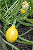 COURGETTE SUMMER HOLIDAY