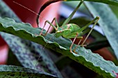 GREEN BUSH CRICKET