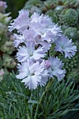 DIANTHUS WHATFIELD WISP