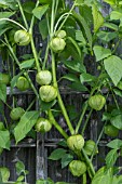 TOMATILLO (PHYSALIS IXOCARPA)