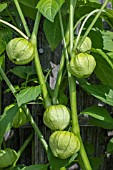 TOMATILLO (PHYSALIS IXOCARPA)