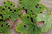 MAPLE TAR SPOT FUNGUS