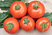 TOMATO FERLINE