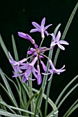 TULBAGHIA VIOLACEA SILVER LACE