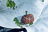 SNAIL DAMAGE ON SENECIO ANGEL WINGS