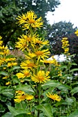 INULA  RACEMOSA SONNENSPEER