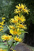 INULA  RACEMOSA SONNENSPEER