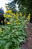 INULA  RACEMOSA SONNENSPEER