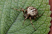 EUROPEAN GARDEN SPIDER