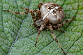 EUROPEAN GARDEN SPIDER