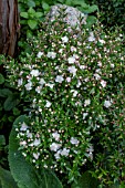 MYRTUS COMMUNIS TARENTINA