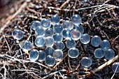 SLUG EGGS FOUND IN FLOWER POT