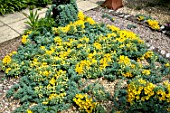 TROPAEOLUM POLYPHYLLUM