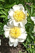 PAEONIA LACTIFLORA HONEY GOLD