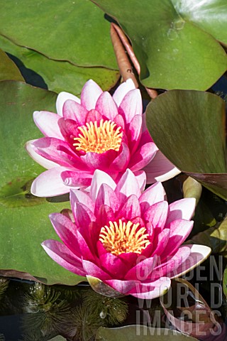 NYMPHAEA_ATTRACTION
