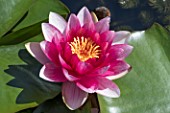 NYMPHAEA ATTRACTION