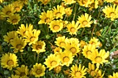 GAZANIA RIGENS KISS GOLDEN YELLOW