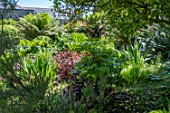 SEMI SHADE FOLIAGE GARDEN