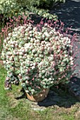 CONTAINER - ECHEVARIA ELEGANS