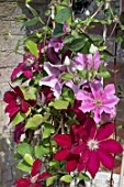 CLEMATIS MIXED