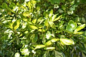 Griselinia littoralis Variegata