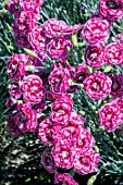 DIANTHUS GRANS FAVOURITE